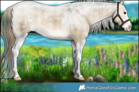 Horse Color:Plaid White Spotted Liver Red Dun Sabino Rabicano
