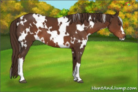 Horse Color:White Spotted Liver Chestnut 