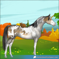 Horse Color:White Spotted Buckskin Dun Mushroom Sabino Brindle