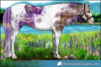 Horse Color:Plaid Liver Chestnut Sabino Tobiano