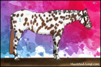Horse Color:Liver Chestnut Leopard Rabicano 