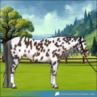 Horse Color:Liver Chestnut Tobiano Near Leopard Rabicano 