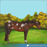 Horse Color:White Spotted Liver Chestnut Tobiano 
