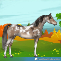 Horse Color:Gray White Spotted Liver Red Dun Tobiano