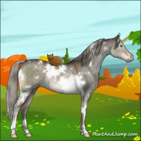 Horse Color:White Spotted Liver Red Dun Mushroom Tobiano Rabicano Brindle