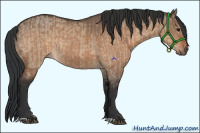 Horse Color:Bay Dun and Bay Dun Rabicano