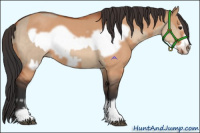 Horse Color:Bay Dun  and Bay Dun Frame 