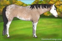 Horse Color:Bay Ice Dun Splash 