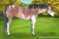 Horse Color:Bay Ice Sabino 