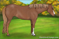 Horse Color:Red Roan 