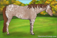 Horse Color:Red Ice Roan 