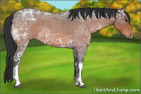 Horse Color:Bay Ice Roan 