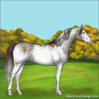Horse Color:White Spotted Liver Red Dun 