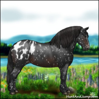 Horse Color:Brown Appaloosa 