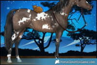 Horse Color:White Spotted Brown Dun 