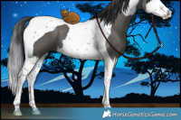Horse Color:Grullo Splash Tobiano