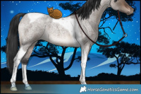 Horse Color:Brown Roan Dun Tobiano 