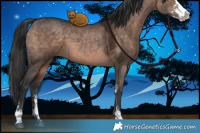 Horse Color:Brown Dun Sabino