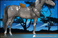 Horse Color:White Spotted Grullo Ice 