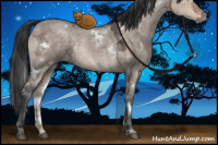 Horse Color:White Spotted Brown Ice Dun