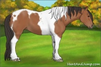 Horse Color:Bay Tobiano 