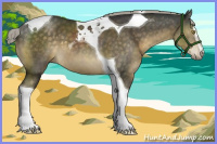 Horse Color:Chocolate Palomino Mushroom Sabino Tobiano 