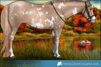 Horse Color:White Spotted Liver Chestnut Pearl Sabino Rabicano