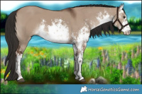 Horse Color:White Spotted Liver Red Dun Sabino