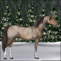 Horse Color:Liver Red Dun Tobiano 