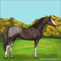 Horse Color:White Spotted Liver Chestnut Rabicano