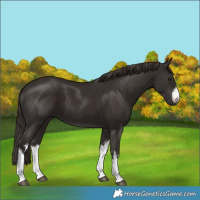 Horse Color:White Spotted Liver Chestnut 