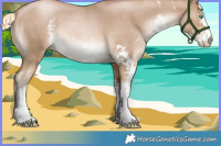 Horse Color:Chocolate Palomino Roan Pearl Sabino 