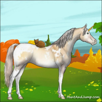 Horse Color:Gray White Spotted Silver Sable Champagne Pearl Onyx Tobiano 