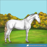 Horse Color:Smoky Grullo Ice Appaloosa 