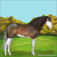 Horse Color:Buckskin Splash Appaloosa