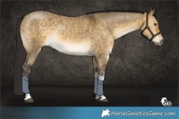 Horse Color:White Spotted Buckskin Dun Brindle 