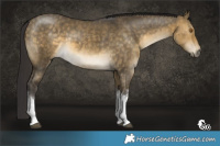 Horse Color:White Spotted Buckskin Dun Brindle 