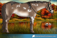 Horse Color:White Spotted Liver Red Dun 