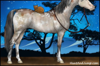 Horse Color:White Spotted Brown Dun Sabino Rabicano Brindle