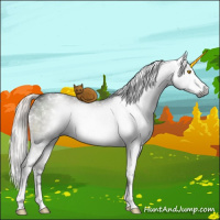 Horse Color:Gray White Spotted Silver Brown Dun Mushroom Splash Brindle 
