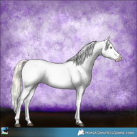Horse Color:Palomino Appaloosa  and Palomino Appaloosa 