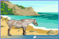 Horse Color:White Spotted Liver Red Dun 