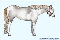 Horse Color:Gray Chocolate Palomino Tobiano 