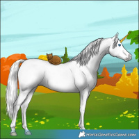 Horse Color:Gray White Spotted Silver Buckskin Pearl Dun Mushroom Splash Brindle 