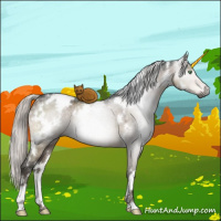 Horse Color:Gray White Spotted Silver Brown Dun Mushroom Rabicano 