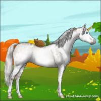 Horse Color:Gray White Spotted Silver Grullo Pearl Mushroom Splash Brindle 