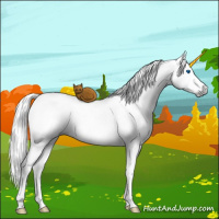 Horse Color:Gray White Spotted Brown Ice Dun Mushroom Splash Brindle 