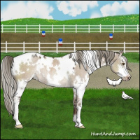 Horse Color:White Spotted Liver Red Dun Mushroom Sabino Rabicano 