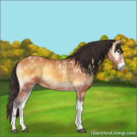 Horse Color:Buckskin Ice Onyx 
