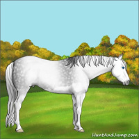 Horse Color:Gray Black Splash 